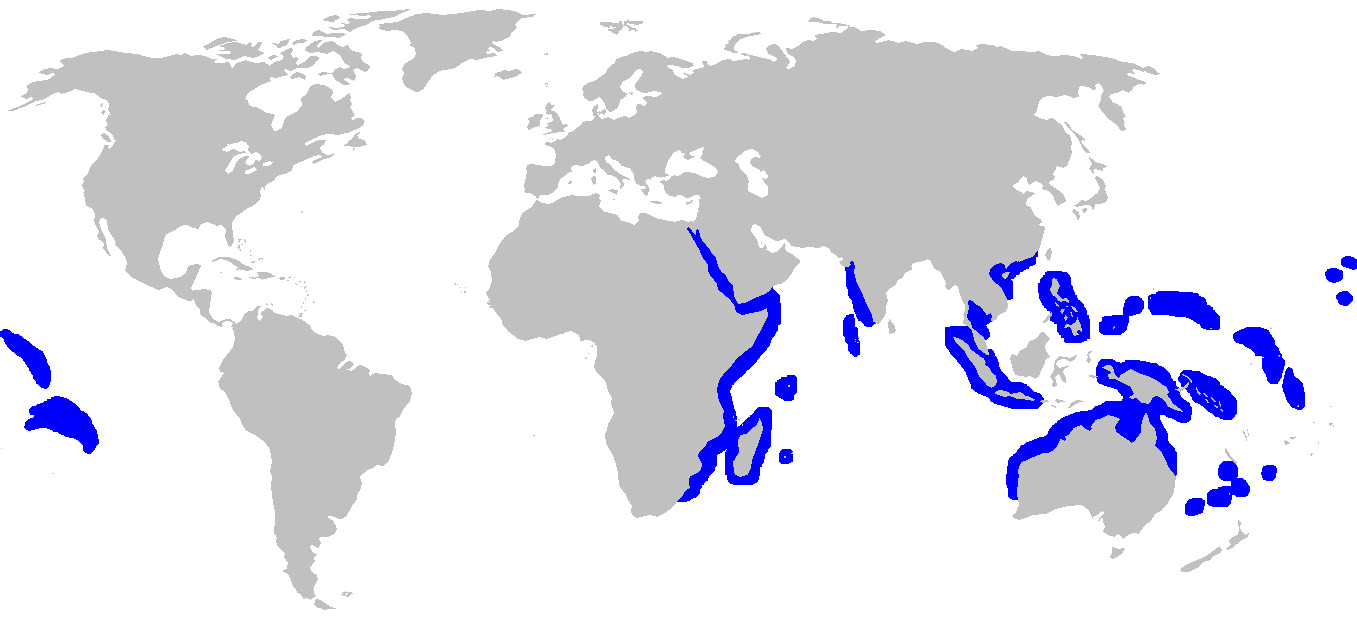 Foto: Grey reef shark - distribuzione