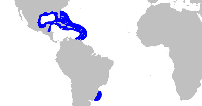 Foto: Caribbean reef shark - distribuzione