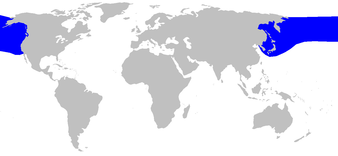Foto: Smeriglio del pacifico - distribuzione