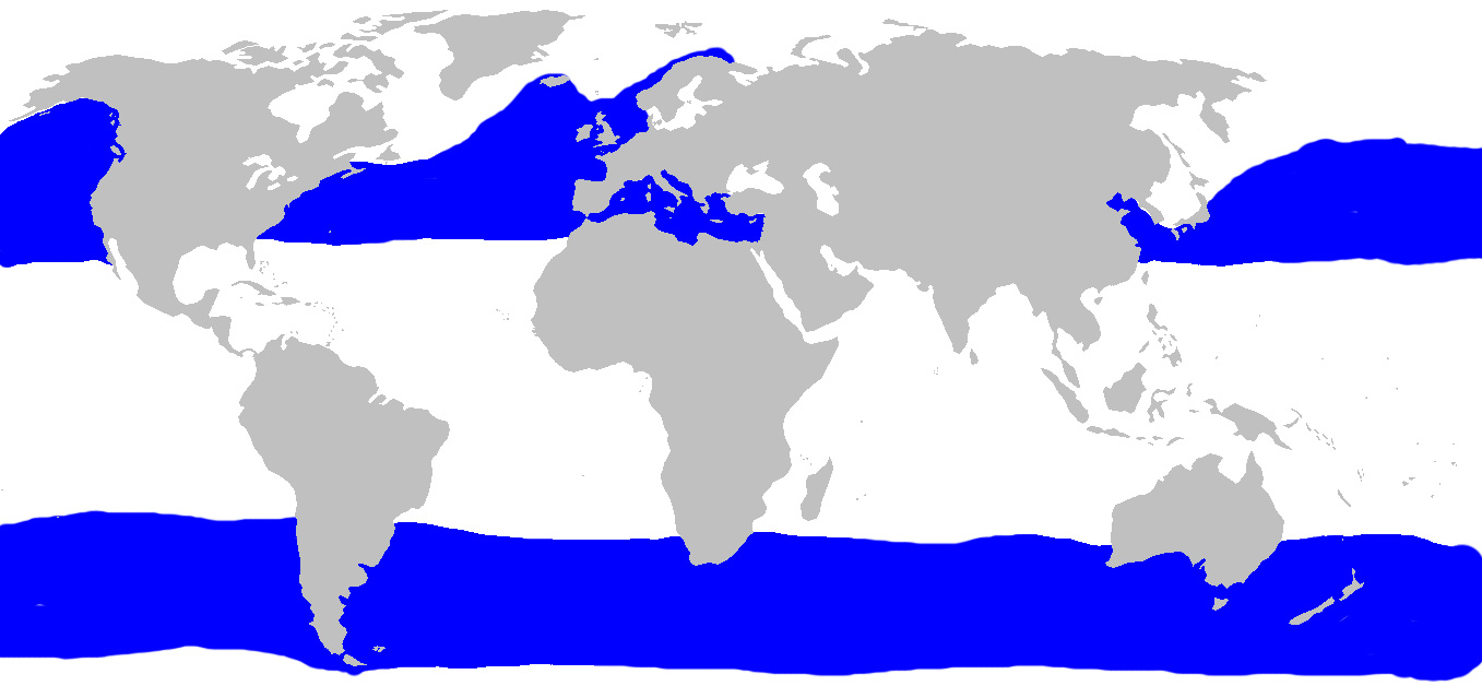Foto: Basking shark - distribuzione
