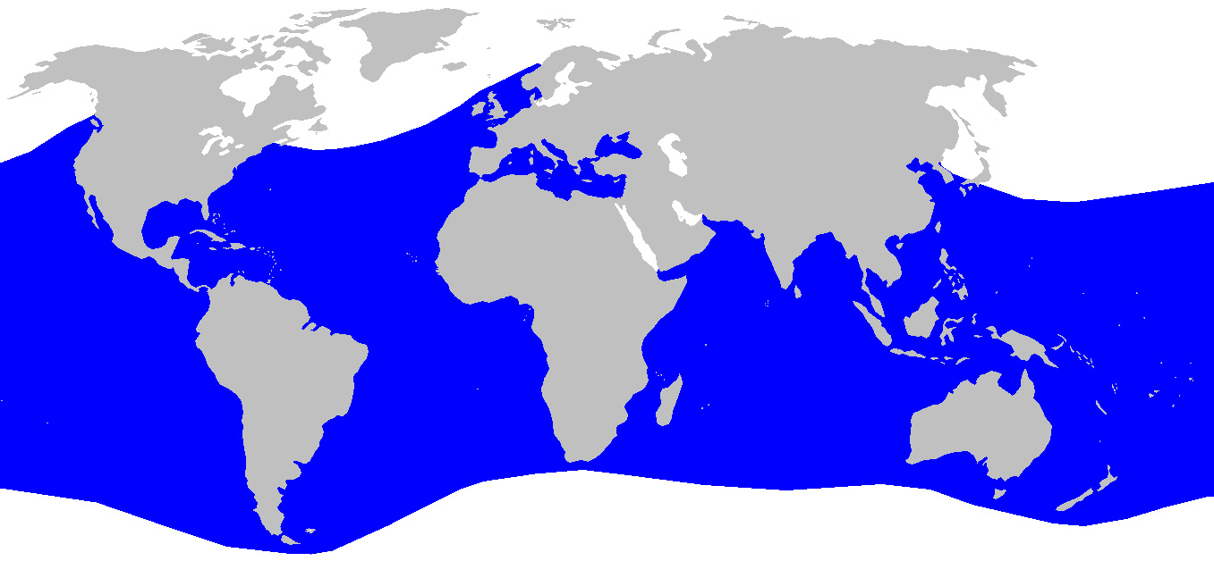 Foto: Common thresher - distribuzione