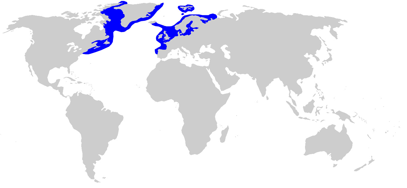 Foto: Greenland shark - distribuzione