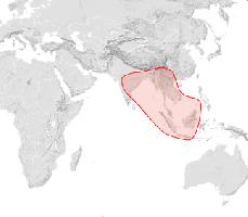 Foto: Black dwarf honey bee - distribuzione