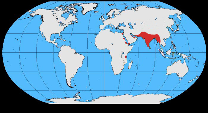 Foto: House crow - distribuzione