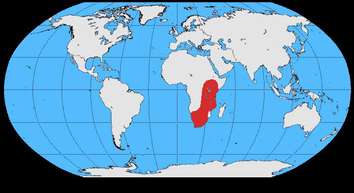 Foto: Corvo collobianco africano - distribuzione