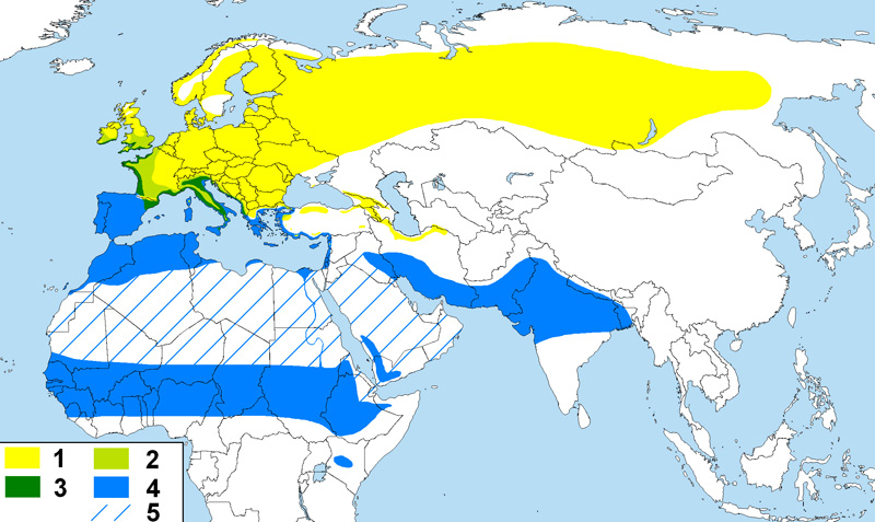 Foto: Common chiffchaff - distribuzione