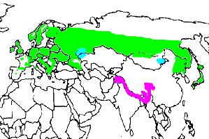 Foto: Eurasian treecreeper - distribuzione