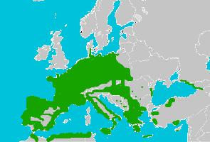 Foto: Rampichino comune - distribuzione