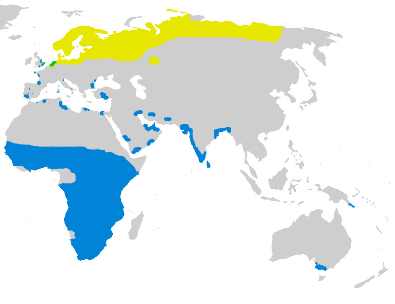 Foto: Combattente - distribuzione