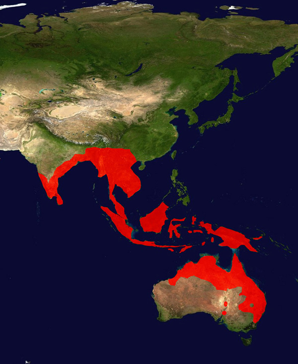 Foto: Becco a sella asiatico - distribuzione