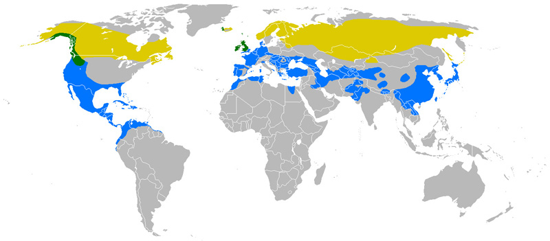 Foto: Smeriglio - distribuzione