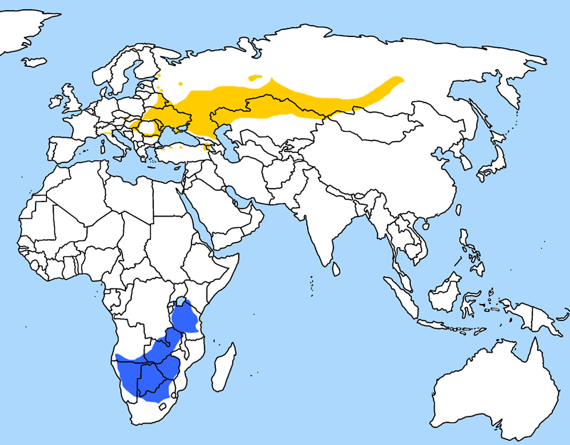 Foto: Falco cuculo - distribuzione