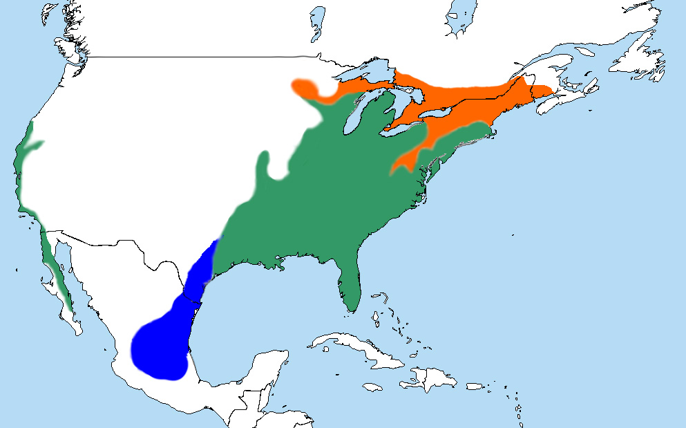 Foto: Poiana spallerosse - distribuzione