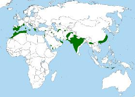 Foto: Aquila di bonelli - distribuzione