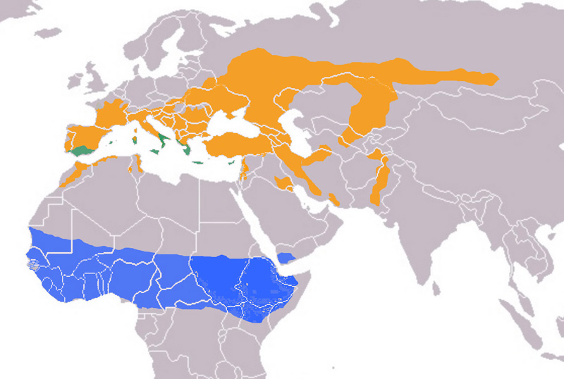 Foto: Burrowing owl - distribuzione