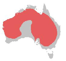 Foto: Cockatiel - distribuzione