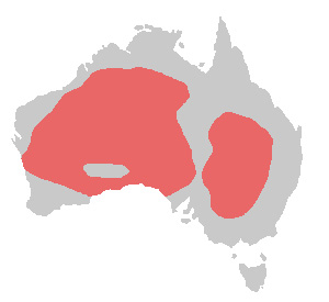 Foto: Pink cockatoo - distribuzione