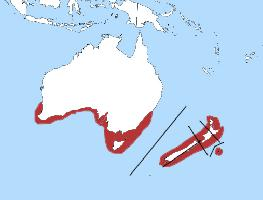 Foto: Pinguino minore blu - distribuzione