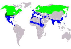 Foto: Pintail - distribuzione