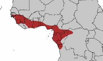 Foto: Guinea turaco - distribuzione