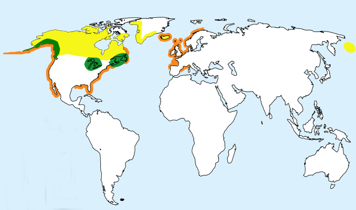 Foto: Strolaga maggiore - distribuzione