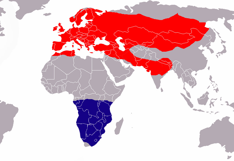 Foto: Common swift - distribuzione