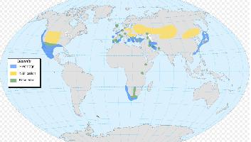 Foto: Svasso piccolo - distribuzione