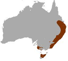 Foto: Wallaby dal collo rosso - distribuzione